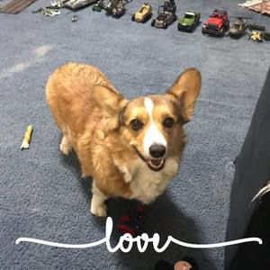 Meet your Posher, Dawn